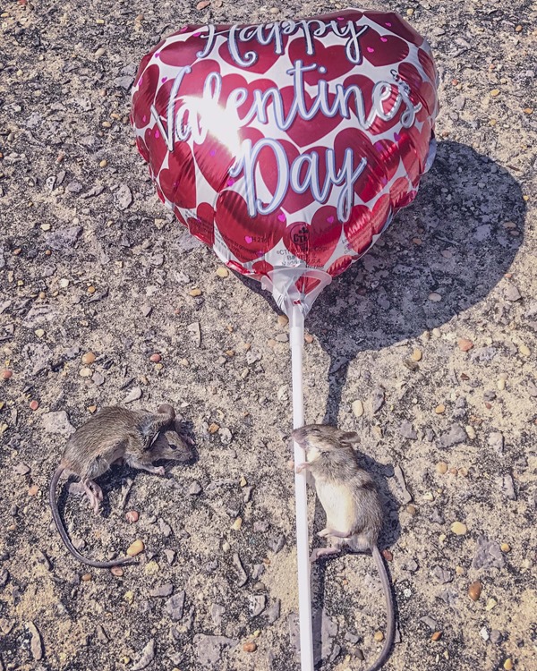 Herman and Marge the Valentine Mice s