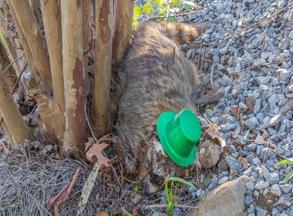 Limerick-the-Coon