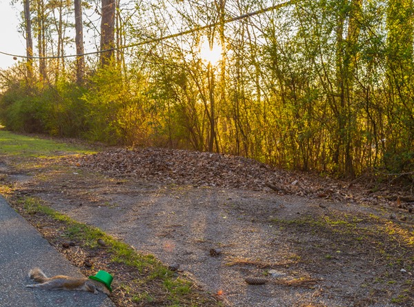 St-Patty-the-Squirrel-Sunset