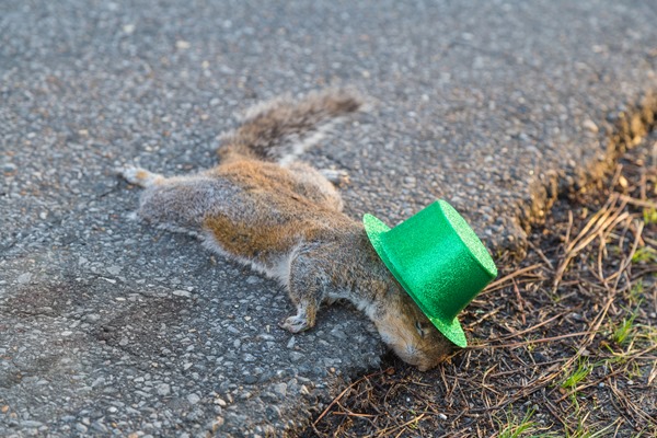 St-Patty-the-Squirrel