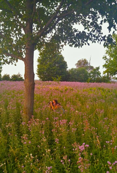 Sunset Shooting in Purple Flowers