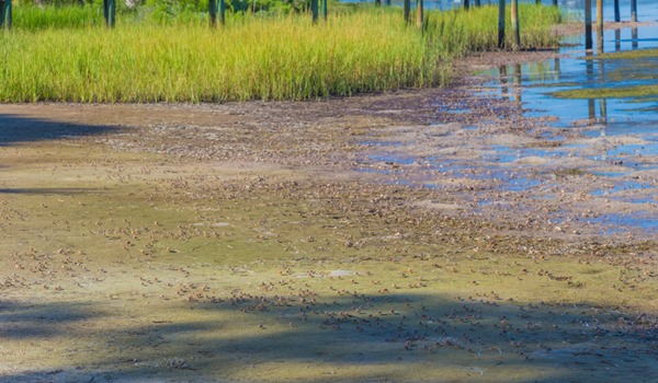 170817 Fiddler Crabs in the Bay_MG_2473 s