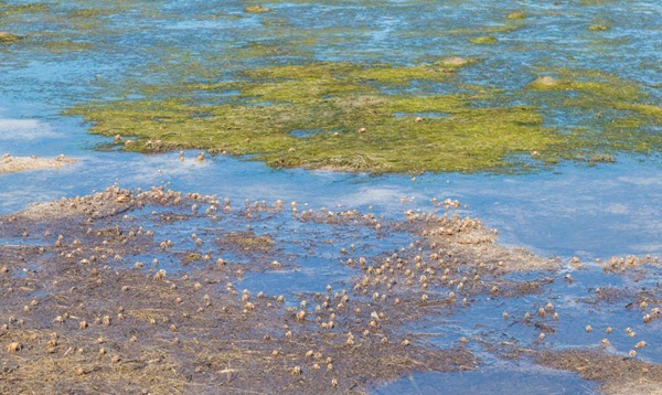 170817 Fiddler Crabs in the Bay_MG_2482 s