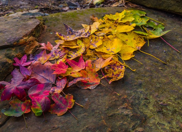 171023b Fall Leaf Scavenger Hunt IMG_4907