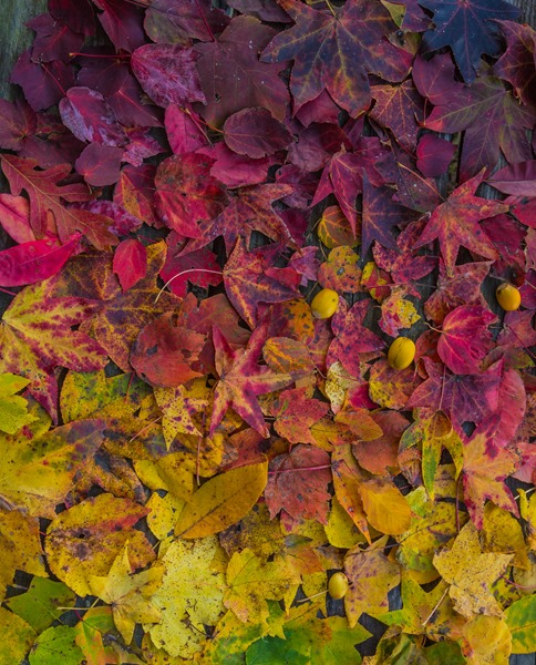 171025 Leaves in Ombre from Oak Mountain IMG_5089