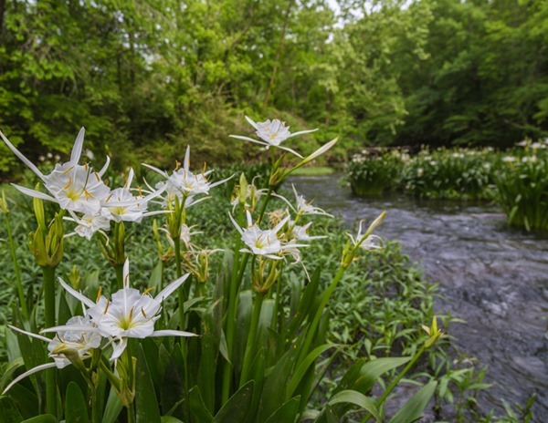 2018 Calendar May170429 Cahaba Lily_MG_8544_2405[16]