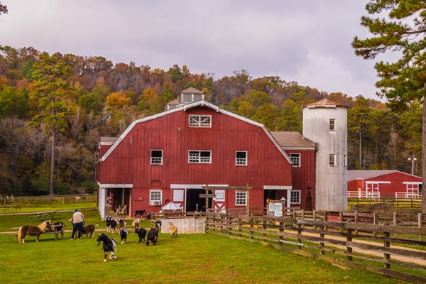 171109 Demonstration Farm Oak MountainIMG_9640S