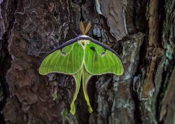 180430 Luna Moth IMG_6768 s