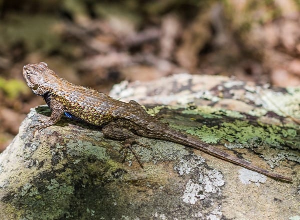 180430-Scaled-Lizard-with-blue-belly-IMG_6657 s