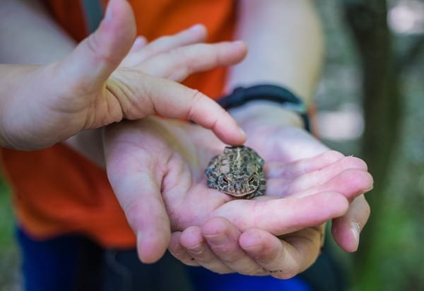 180430 Toad at Oak Mountain IMG_6638 s