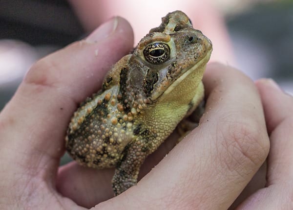180430-Toad-at-Oak-Mountain-State-Park-IMG_6667 s