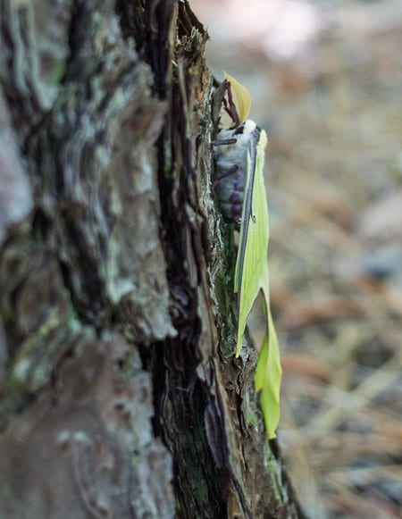 180430 Luna Moth IMG_6783 s