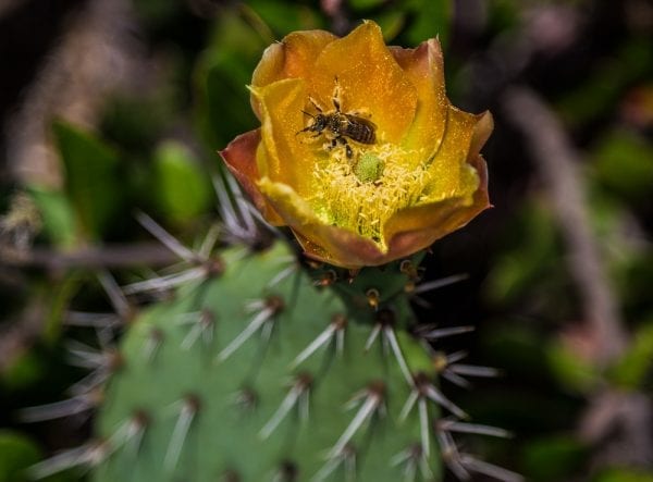 180509-The-Bee-in-the-Cactus-Flower-Newport-Beach-IMG_8264