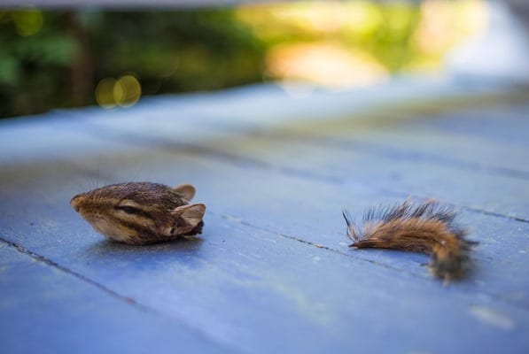 Swimming-Through-Life-Chipmunk-IMG_0793