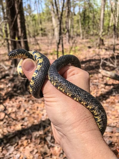 180404 Turkey Creek King Snake IMG_0538 s 