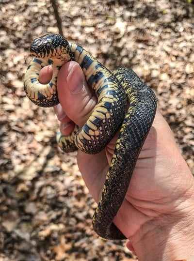 180404 Turkey Creek King Snake IMG_0548 s 