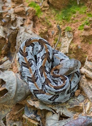 180604 timber rattlesnake at gramamma's IMG_8584 s 2