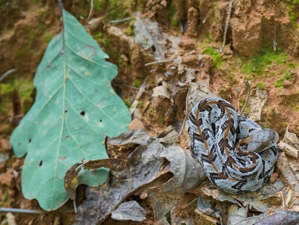 180604 timber rattlesnake at gramamma's IMG_8584 s 2