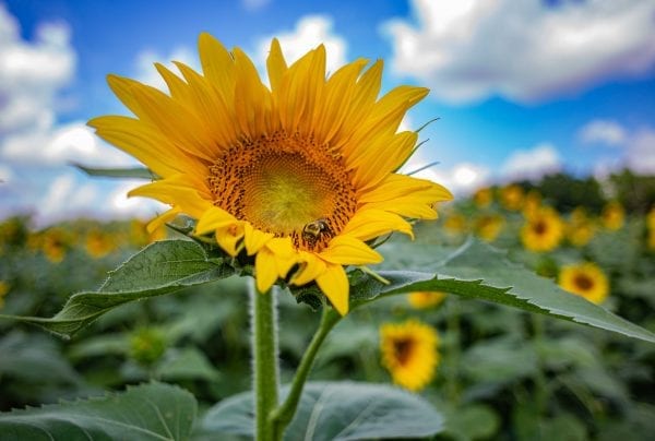 190701 Sunflower Fields IMG_6920