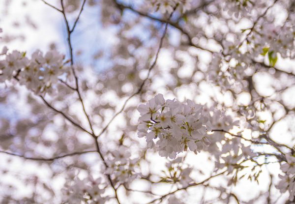 200321 blossoms on a quarantine walk 2M7A6233s