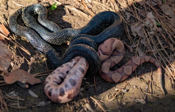 200325 King Snake Eating a Copperhead 2M7A6446