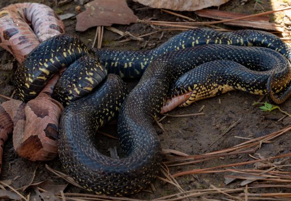 200325 King Snake Eating a Copperhead 2M7A6467