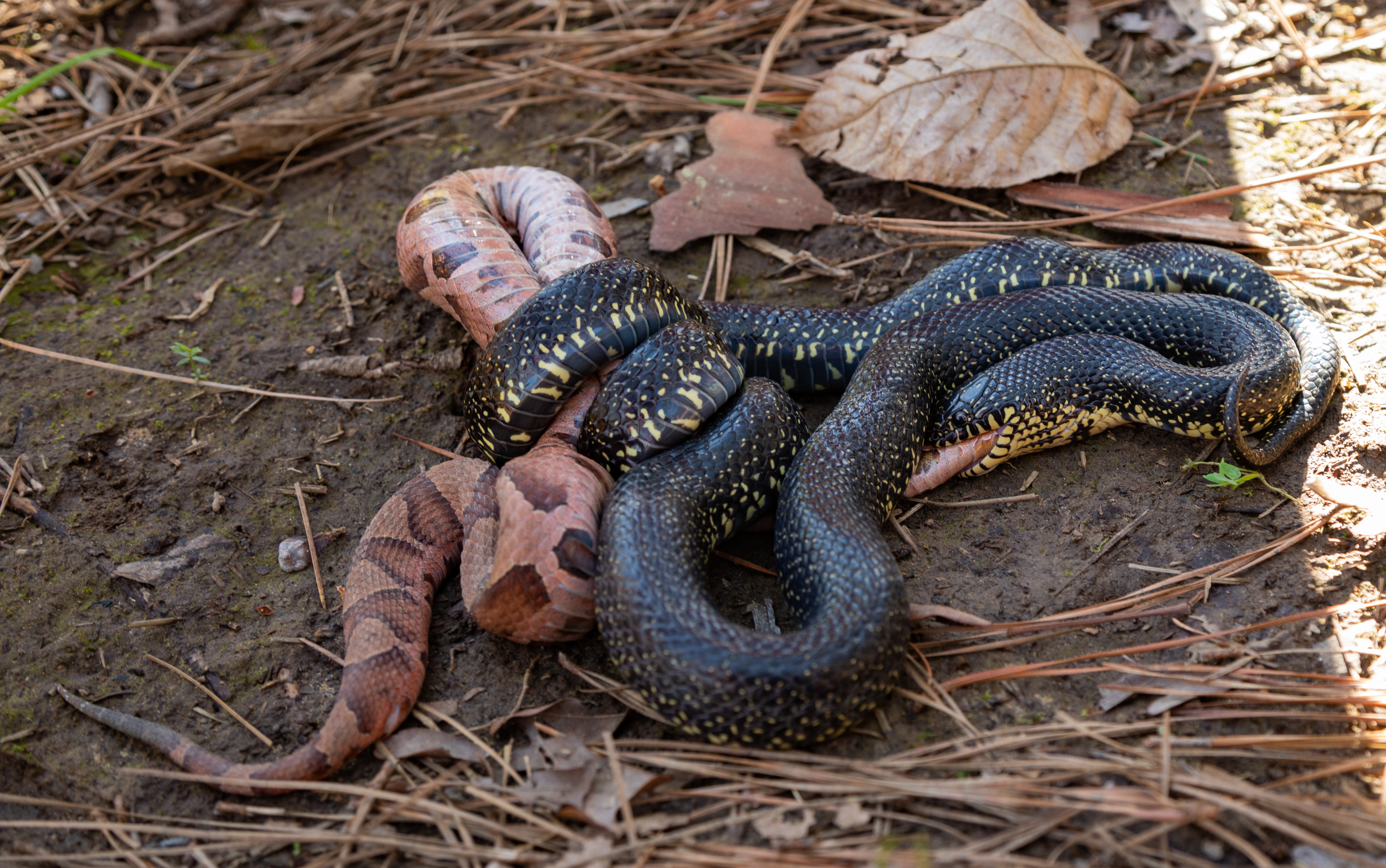 king snake eating copperhead