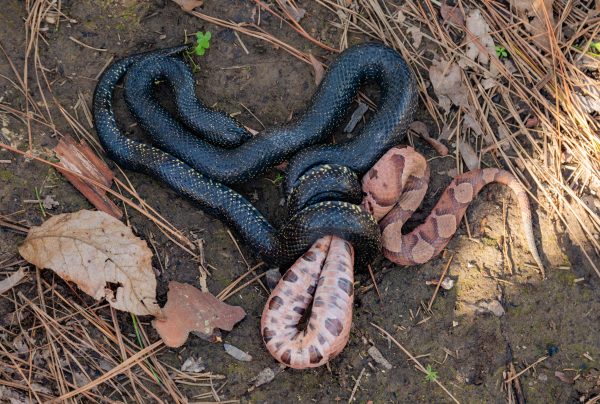 200325 King Snake Eating a Copperhead 2M7A6498