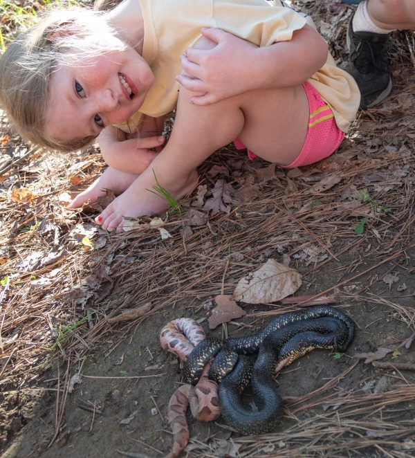 200325 King Snake Eating a Copperhead 2M7A6511