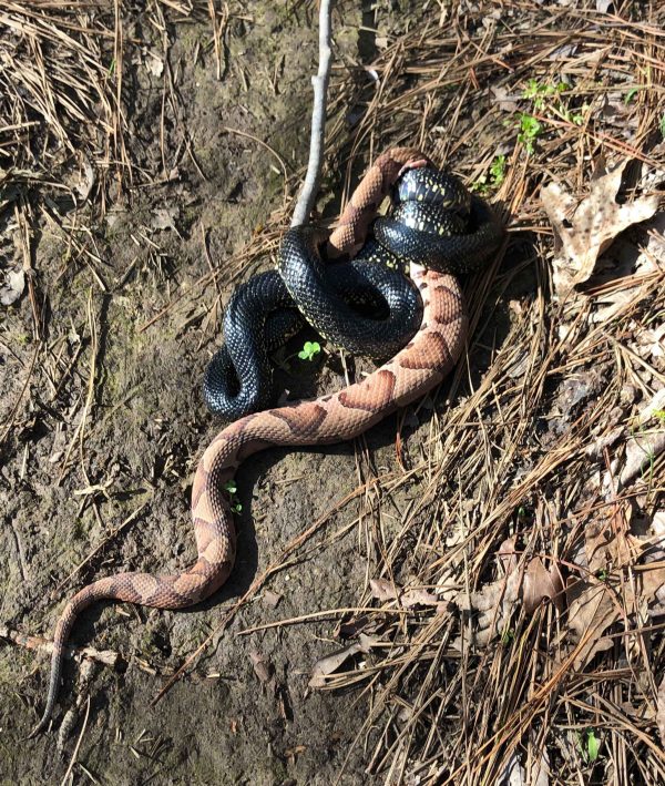 king snake eating copperhead IMG_2219